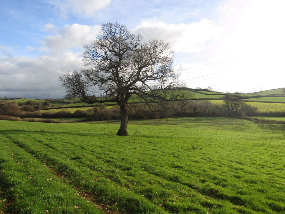 Land in Newton Abbot